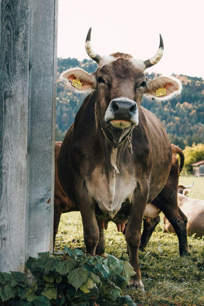 Ganadería Sierra Viva, S.L. 11