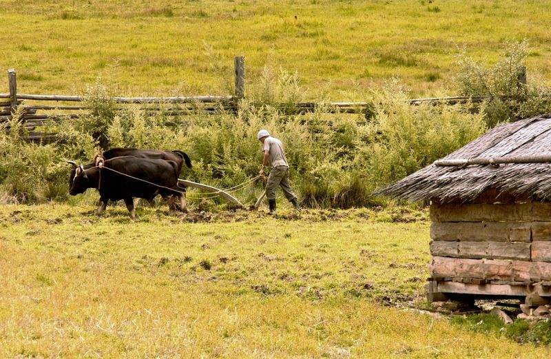 Cría y selección de ganado bovino